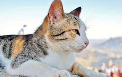 Почему кошки вызывают шизофрению?