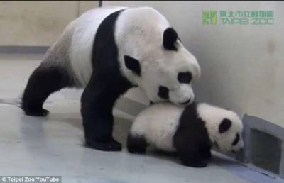 Мама-панда укладывает малыша спать (видео)