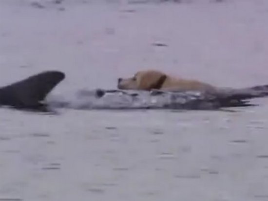 Видеохит: дружба собаки и дельфина удивила пользователей соцсети