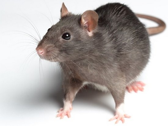 Крысы могут смеяться от щекотки — ученые