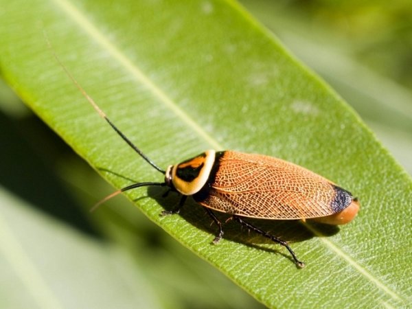 У тараканов есть на Земле важная миссия — ученые