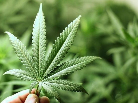 Марихуана значительно ухудшает умственные способности и память