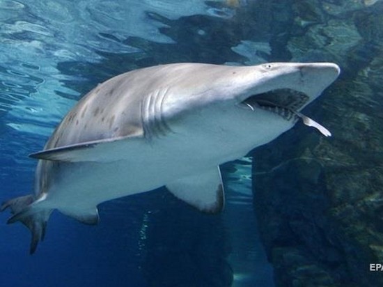 У побережья Австралии акула напала на серфера