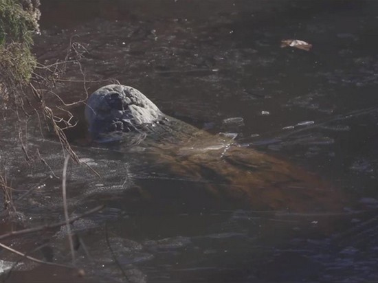 В США аллигаторы вмерзли в лед (видео)