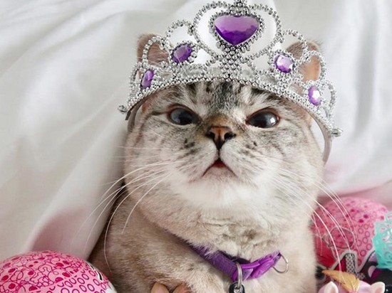 Найден самый популярный кот в Instagram