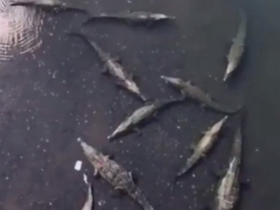 Турист уронил смартфон в кишащую крокодилами реку