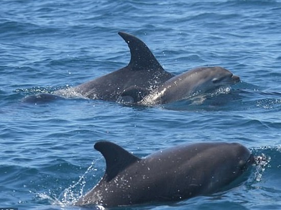 Самка дельфина два дня плавала с мертвым детенышем