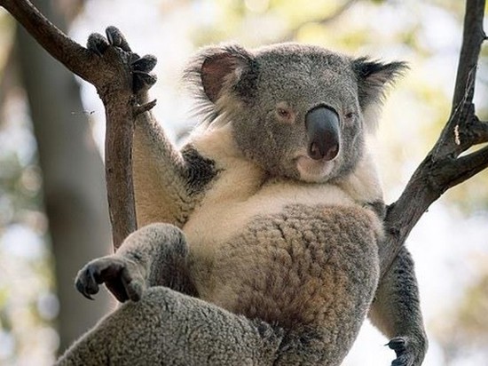 В Австралии на фото попала «сексуальная» коала