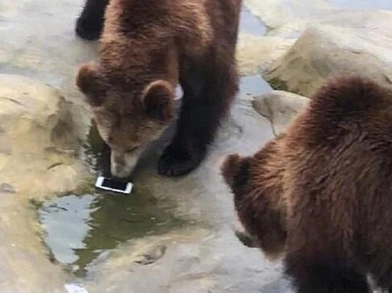 Турист «покормил» медведей своим iPhone
