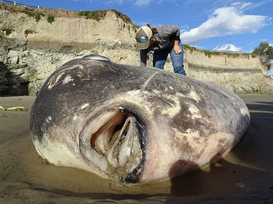 Самую тяжелую в мире рыбу впервые нашли в США