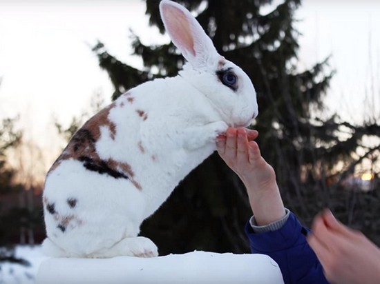 В Финляндии кролик попал в книгу рекордов Гиннесса