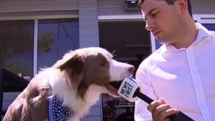 Собака испортила интервью, съев микрофон