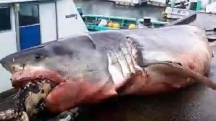 Огромная белая акула погибла в схватке с черепахой (фото)