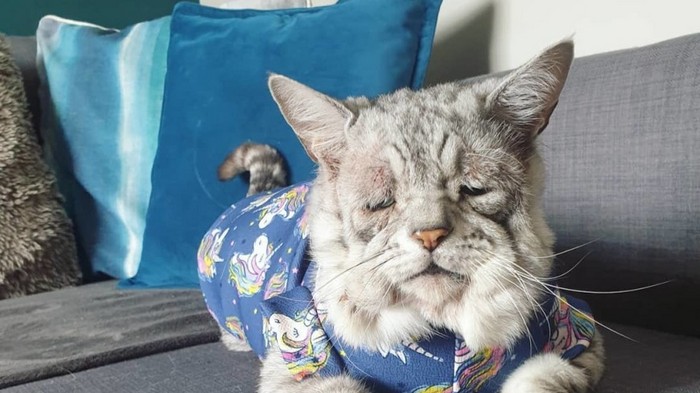 Кот с необычной внешностью стал звездой интернета