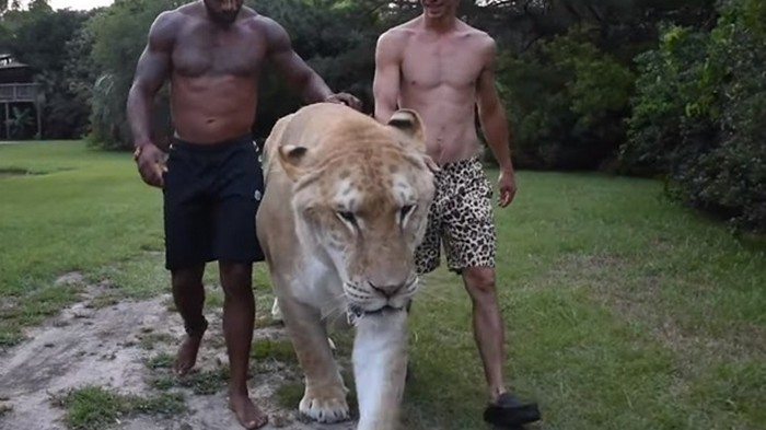 Американец выгулял гигантского гибрида льва и тигра (видео)