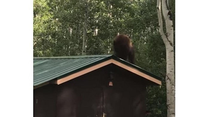В США на видео сняли медведя-вора