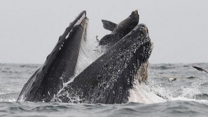 Американец сфотографировал бегство тюленя из пасти горбатого кита