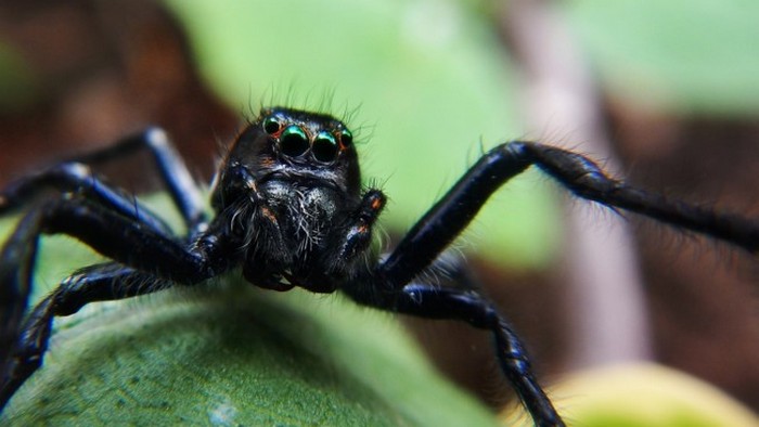 Женщина напугала сеть снимком гигантского паука (фото)