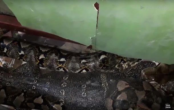 Питон выплюнул живого 1,2-метрового варана (видео)