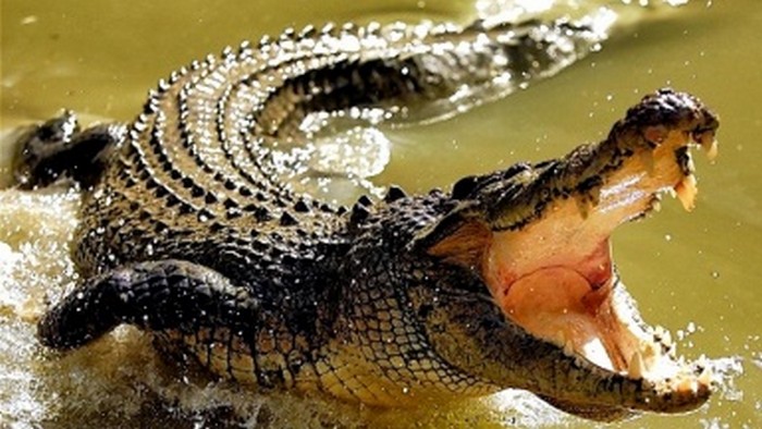 Жесткая схватка двух огромных крокодилов попала на видео