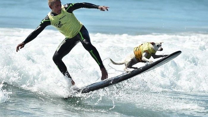 В США состоялся фестиваль собак-серфингистов (видео)