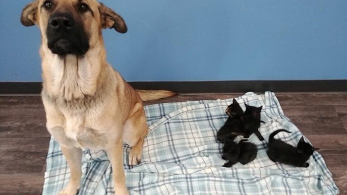 Бездомная собака спасла от смерти котят и прославилась