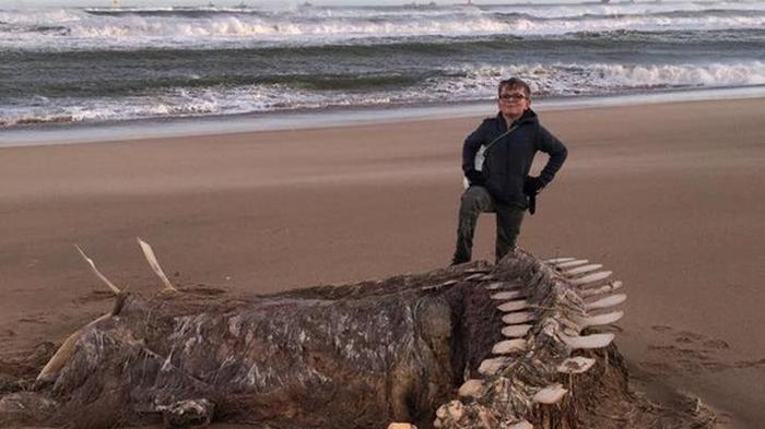 В Шотландии на берег выбросило скелет неизвестного чудовища