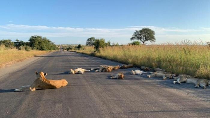 Удивленные отсутствием туристов львы неожиданно разлеглись посреди дороги: фото