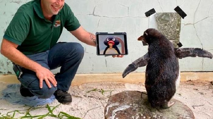 Одинокого пингвина в зоопарке развлекают мультфильмами (видео)