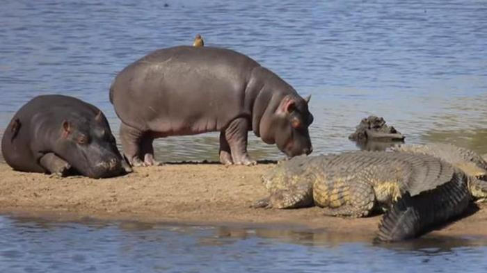 В ЮАР бегемоты пронесли птиц мимо крокодилов (видео)