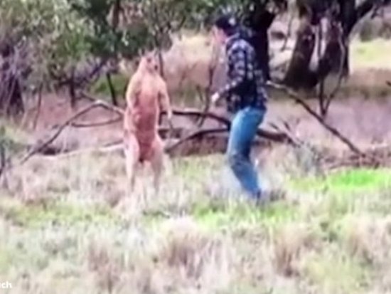 Видеохит: Австралиец подрался с кенгуру из-за собаки
