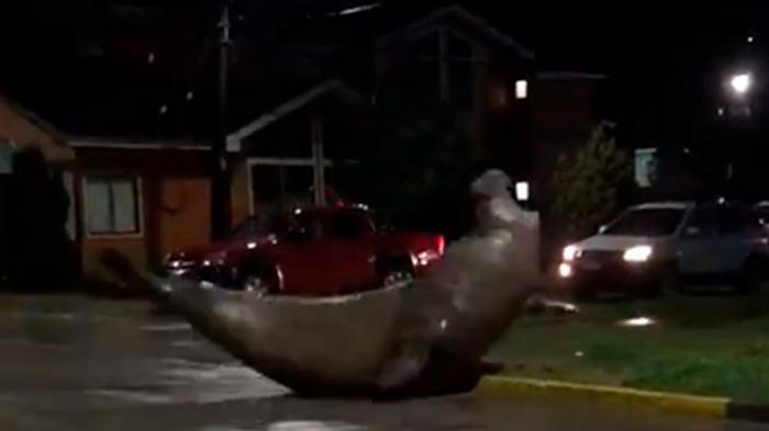 В Чили на улицах города заблудился морской слон – видео
