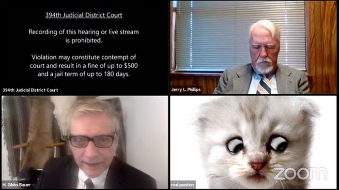 Юрист в США появился на онлайн-суде под видом кота (видео)