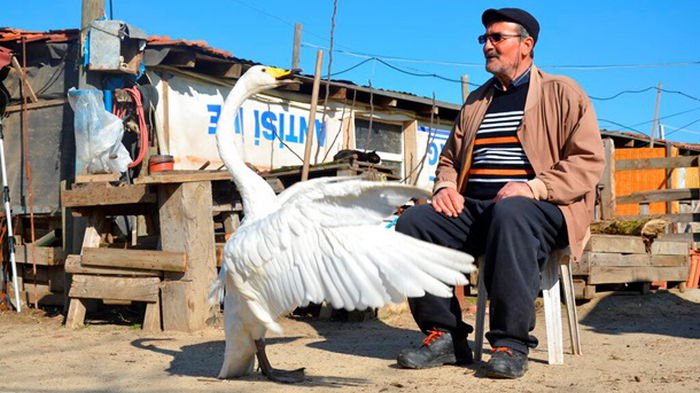 Турецкий почтальон подружился с лебедем (фото)