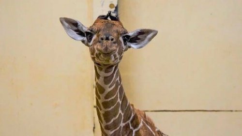 В Великобритании жирафенка назвали в честь первой вакцинированной от COVID-19 (фото)
