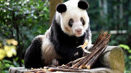 В КНР умерла старейшая в мире панда (видео)