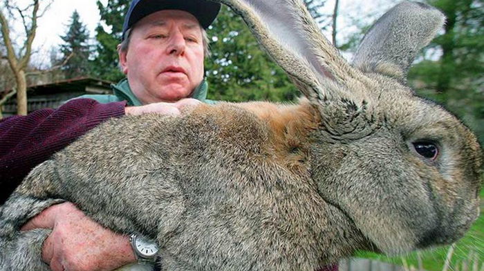 Кража в Великобритании: похищен самый большой кролик в мире (видео)