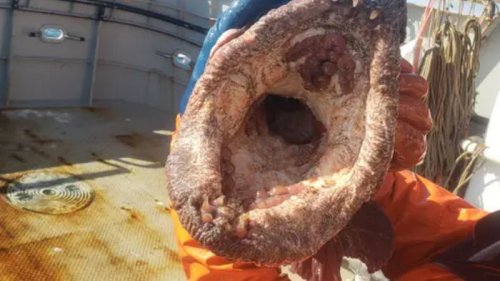 Шокирующие кадры: рыбак поймал на Аляске загадочное существо (фото)