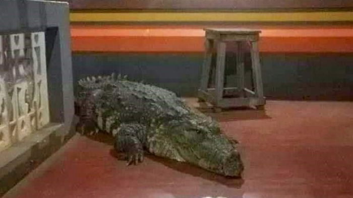 В индийском храме живет крокодил-вегетарианец (фото)