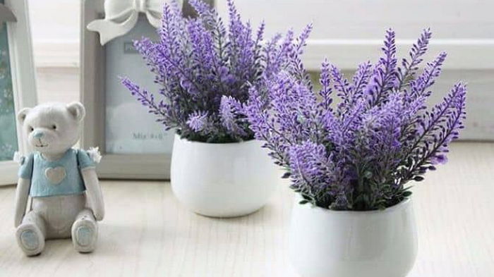 5 самых хорошо пахнущих комнатных растений: чтобы благоухала вся квартира