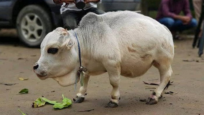 В Бангладеш умерла самая маленькая корова в мире (фото)