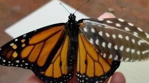 Американка создала для раненой бабочки протез (видео)
