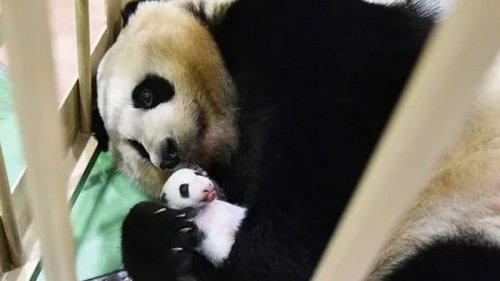 Искусственное оплодотворение: В зоопарке Сингапура вывели первого детеныша панды
