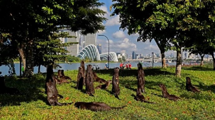 Стая выдр чуть не загрызла британца в парке Сингапура