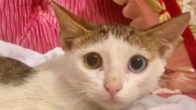 Бездомный котенок выжил в клетке с хищниками и попал в руки принцессы (видео)