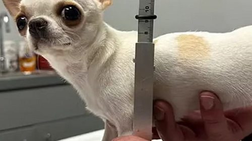 Посмотрите, как выглядит самая маленькая собака в мире. Она меньше доллара ...