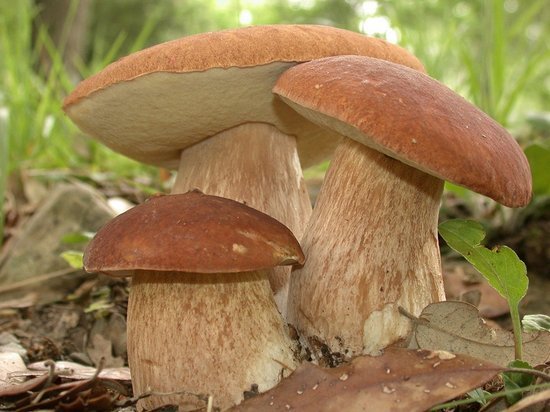 Чем грибы полезны для здоровья?