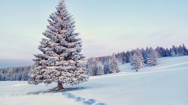 Гороскоп на неделю по картам Таро: кого под Новый год ждет чудо, а кого — скандал