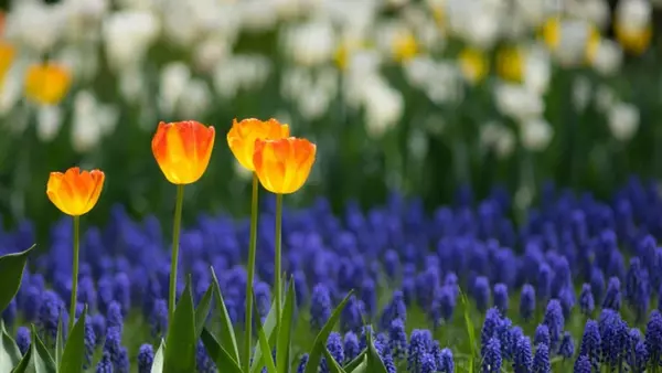 Гороскоп на неделю: для всех знаков зодиака