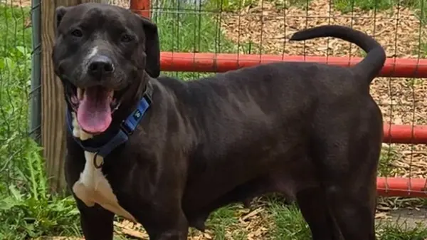 В США собака предсказала эпилептический приступ и стала звездой приюта